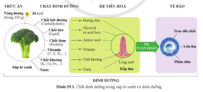 An toàn thực phẩm là gì? khám phá khái niệm và tầm quan trọng trong dinh dưỡng